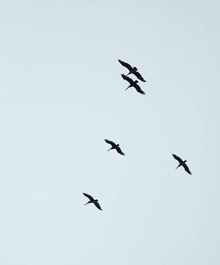 Birds flying in the sky