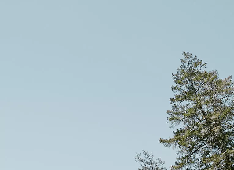 03_solCMMS_Nexgen_Landscapes_Cityscapes_4674 A tree