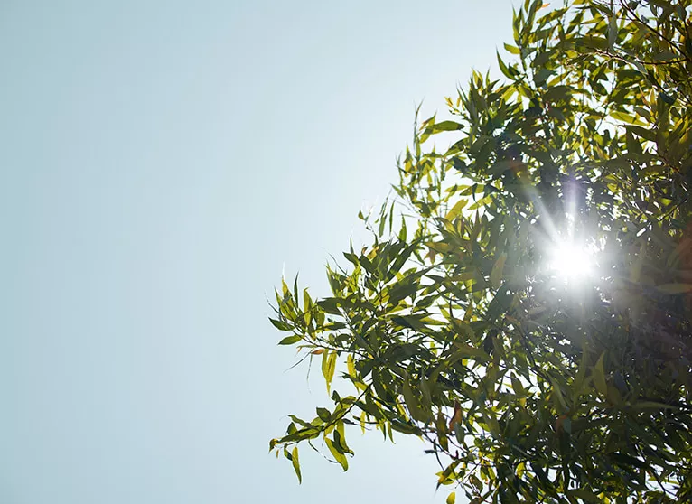 Light shining through green leaves of a tree