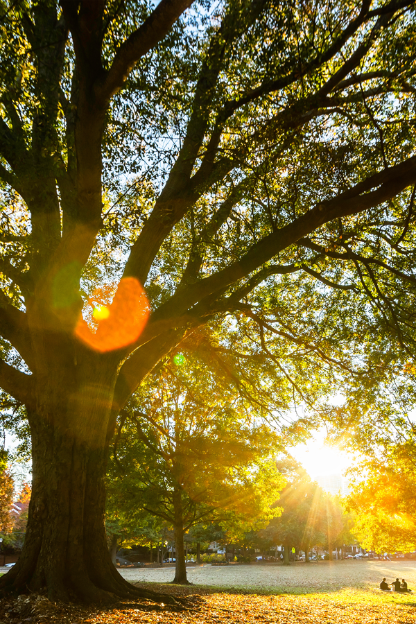 Urban Forestry